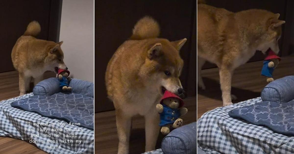 Un chien regarde de côté son propriétaire pour avoir égaré son jouet