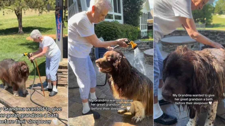 Big Dog comprend qu’il ne peut pas faire de dégâts pendant que grand-mère lui donne un bain