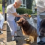 Big Dog comprend qu’il ne peut pas faire de dégâts pendant que grand-mère lui donne un bain