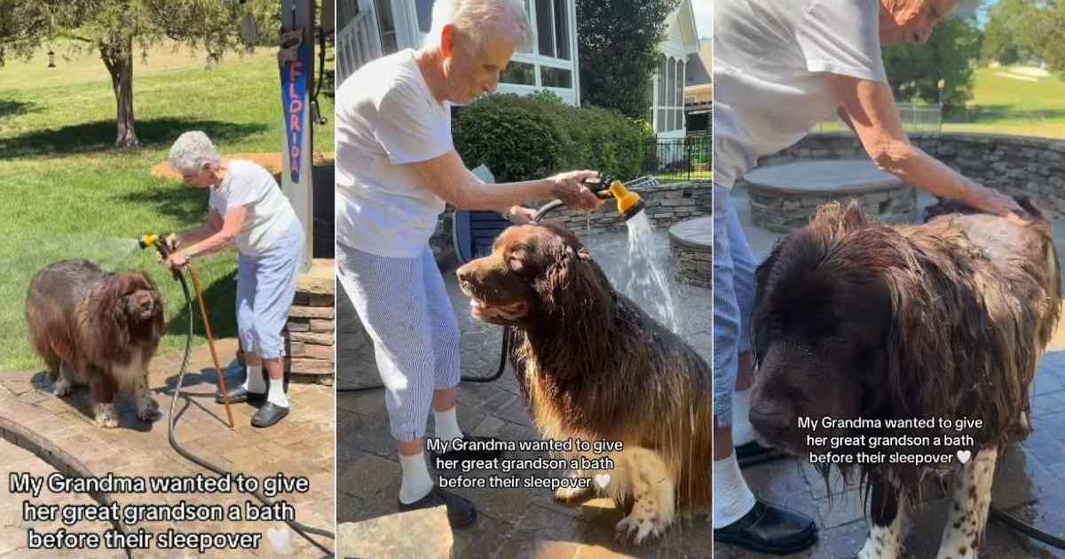 Big Dog comprend qu’il ne peut pas faire de dégâts pendant que grand-mère lui donne un bain