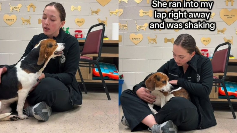 Un chien de sauvetage n’arrêtait pas de pleurer parce qu’il avait besoin de savoir qu’il n’était pas seul