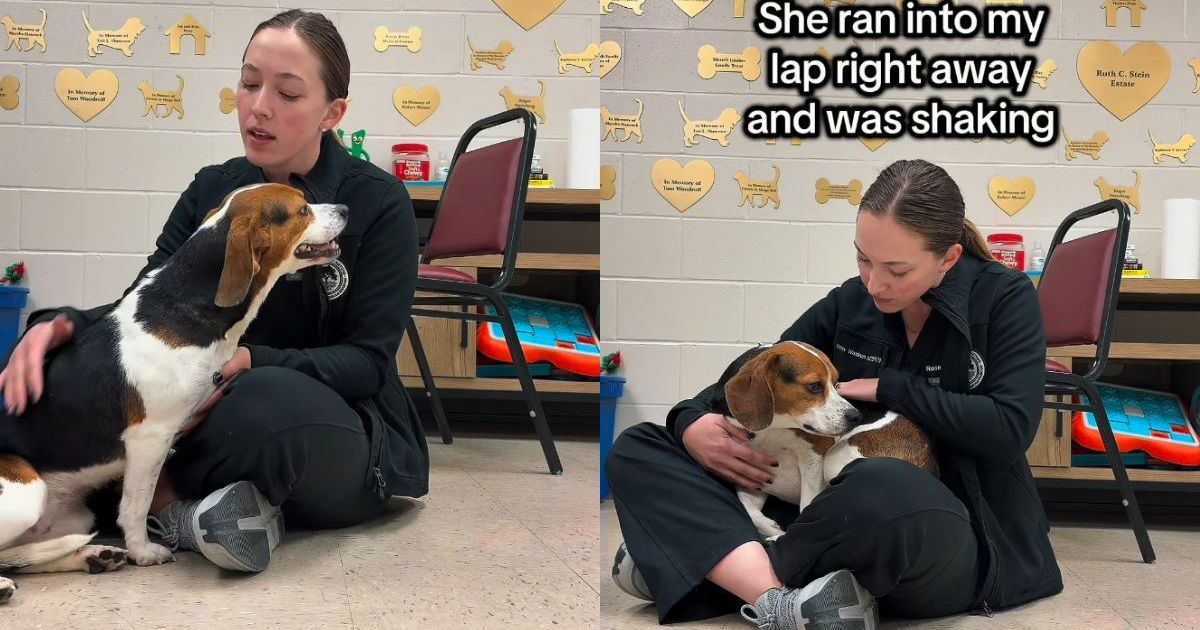 Un chien de sauvetage n’arrêtait pas de pleurer parce qu’il avait besoin de savoir qu’il n’était pas seul