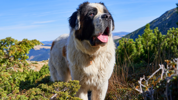 Un Saint-Bernard senior chevauchant dans le side-car de la moto de son père fait fondre les cœurs