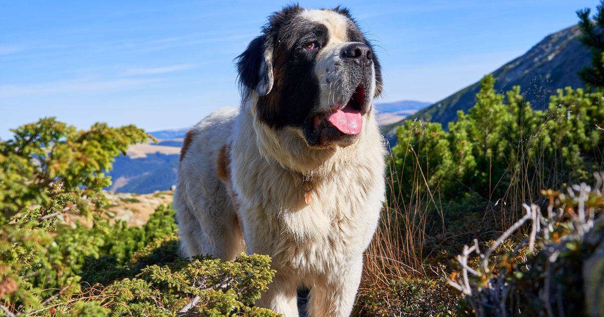 Un Saint-Bernard senior chevauchant dans le side-car de la moto de son père fait fondre les cœurs