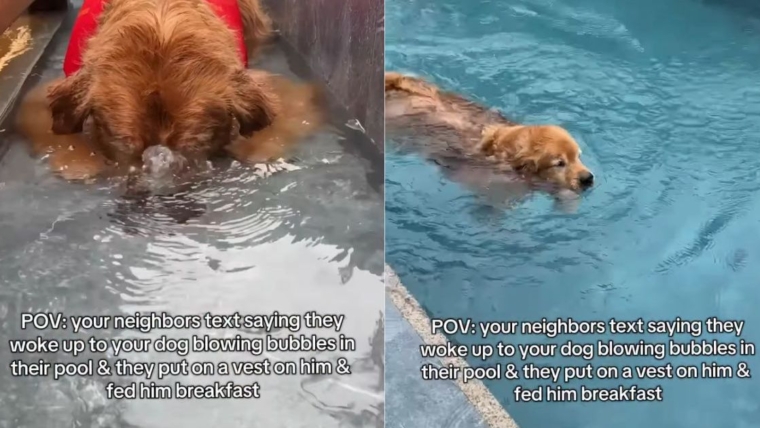 Un chien se faufile dans la piscine du voisin avant de rentrer chez lui détendu et bien nourri