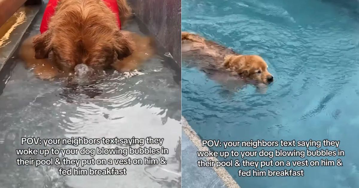 Un chien se faufile dans la piscine du voisin avant de rentrer chez lui détendu et bien nourri