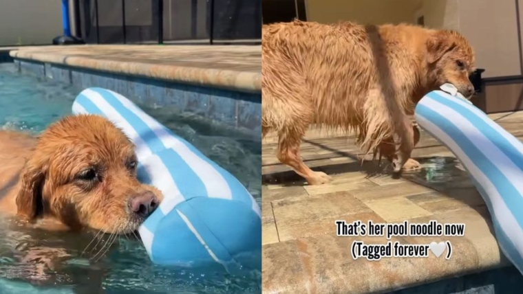 Un chien adore s’accrocher à l’étiquette « Pool Noodle » pendant qu’il nage