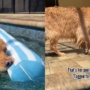 Un chien adore s’accrocher à l’étiquette « Pool Noodle » pendant qu’il nage
