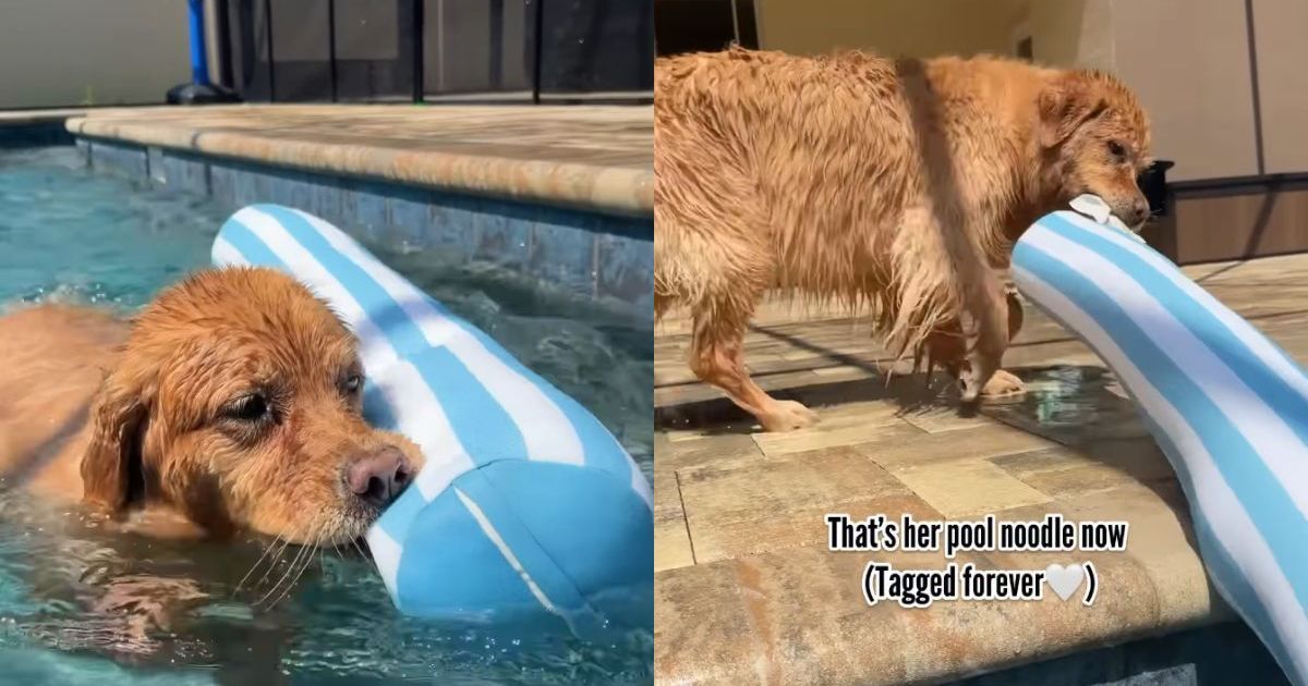 Un chien adore s’accrocher à l’étiquette « Pool Noodle » pendant qu’il nage
