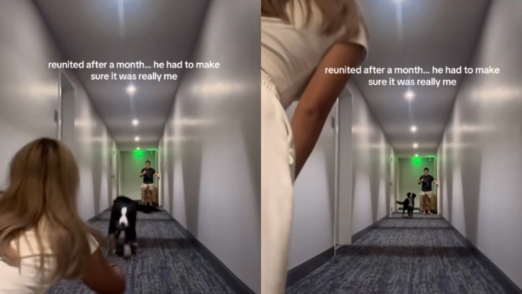 Un chien retrouve maman après un mois, mais fait une pause avant de courir vers elle