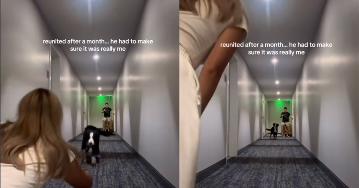 Un chien retrouve maman après un mois, mais fait une pause avant de courir vers elle