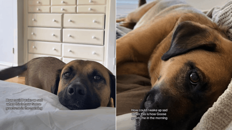 Le chien a la façon la plus mignonne de saluer son propriétaire le matin