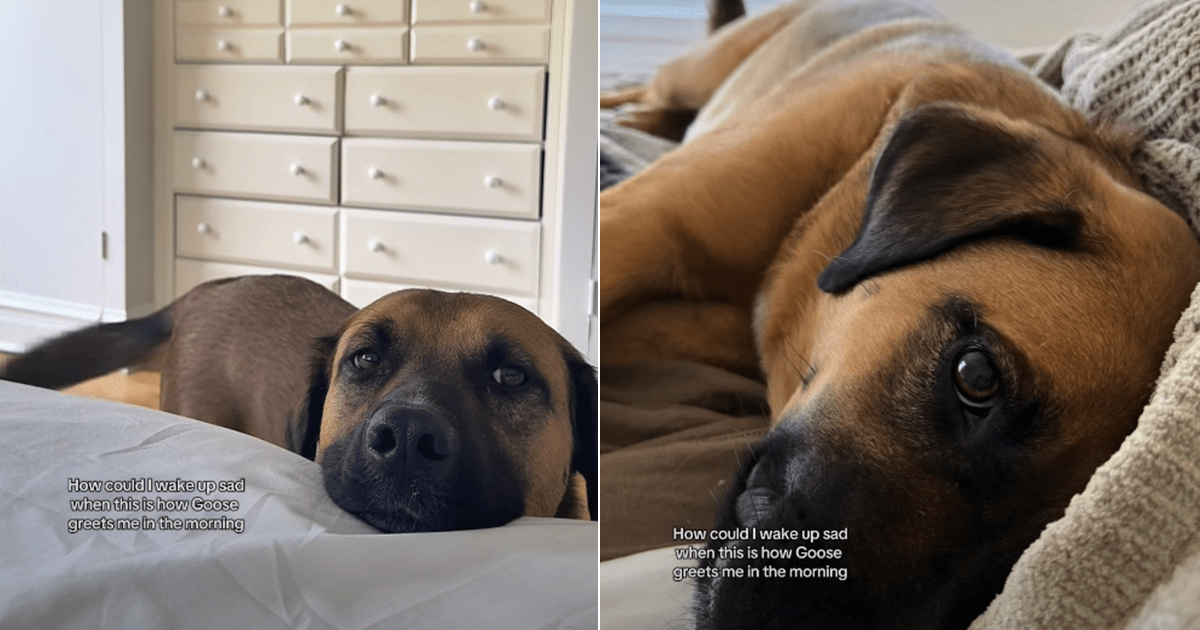 Le chien a la façon la plus mignonne de saluer son propriétaire le matin