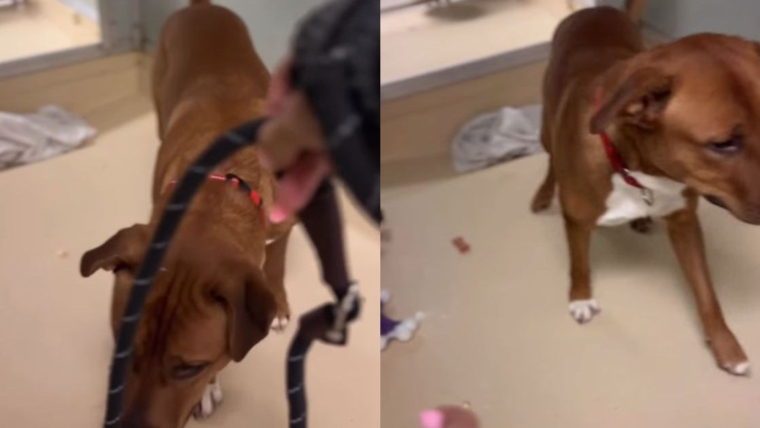 Un chien de refuge aboie de peur quand il voit une laisse, mais prend quand même des friandises et montre sa confiance