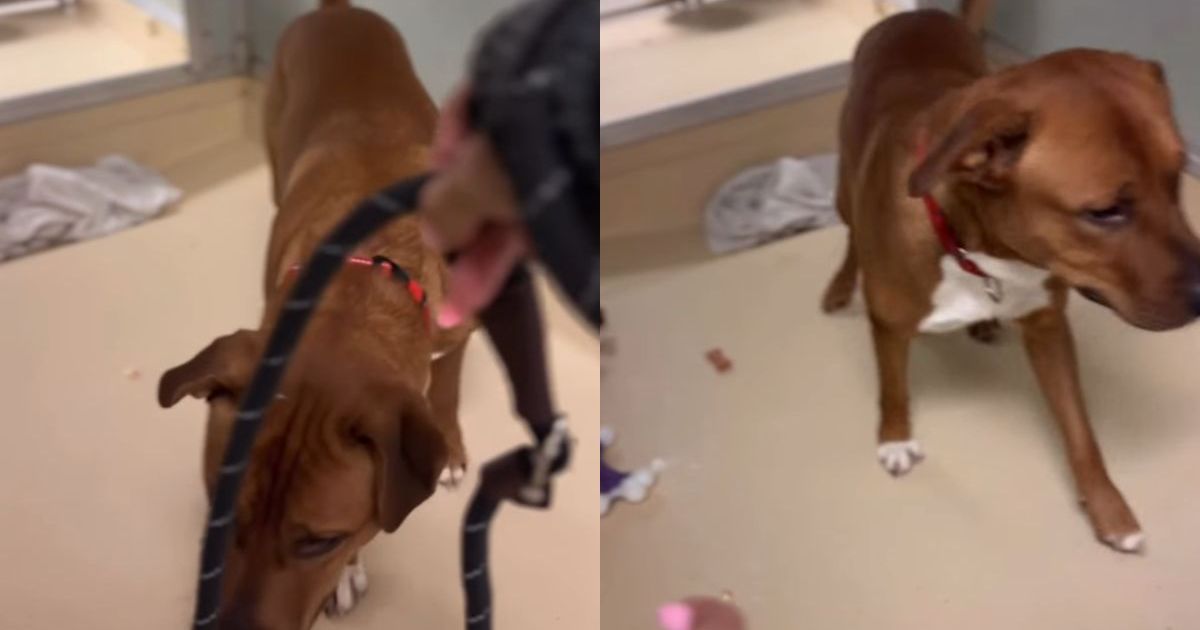 Un chien de refuge aboie de peur quand il voit une laisse, mais prend quand même des friandises et montre sa confiance