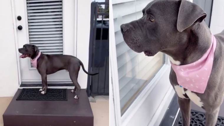 Un chien de sauvetage s’arrête à la porte et attend d’être admis comme s’il était autrefois sa propre maison