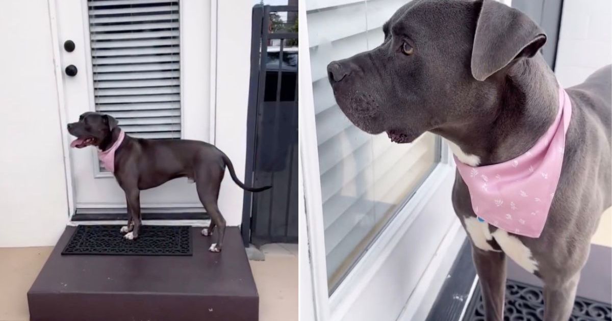 Un chien de sauvetage s’arrête à la porte et attend d’être admis comme s’il était autrefois sa propre maison