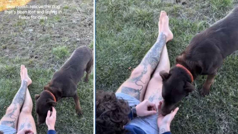 Un chien de sauvetage perdu que personne ne pouvait sauver rencontre enfin des inconnus prêts à assurer sa sécurité