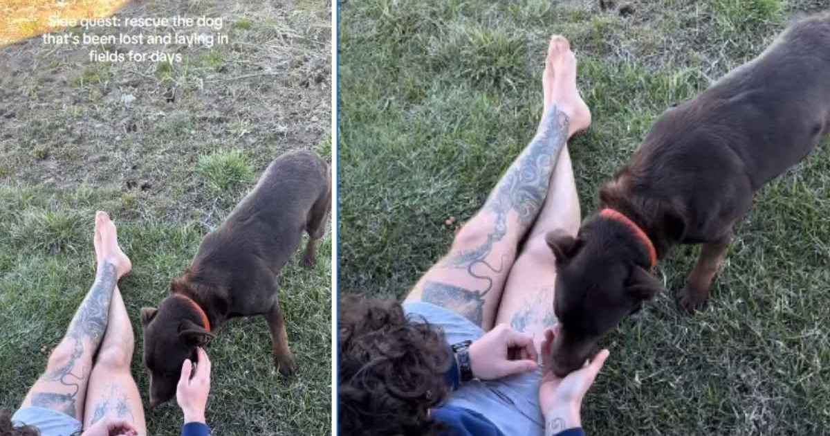 Un chien de sauvetage perdu que personne ne pouvait sauver rencontre enfin des inconnus prêts à assurer sa sécurité