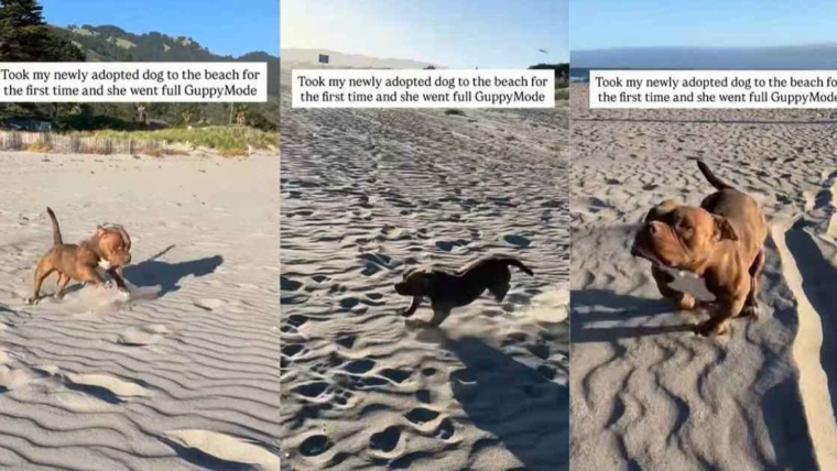 Un chien de refuge visite la plage pour la première fois après son adoption et court librement comme un enfant