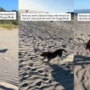 Un chien de refuge visite la plage pour la première fois après son adoption et court librement comme un enfant