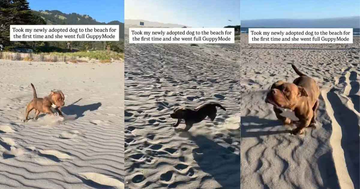 Un chien de refuge visite la plage pour la première fois après son adoption et court librement comme un enfant