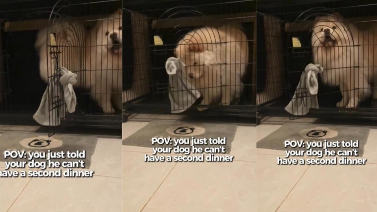 Un chien fait une « sortie dramatique » après que son propriétaire ait refusé son deuxième dîner