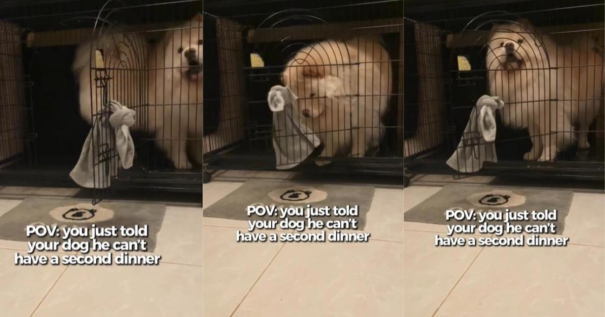 Un chien fait une « sortie dramatique » après que son propriétaire ait refusé son deuxième dîner