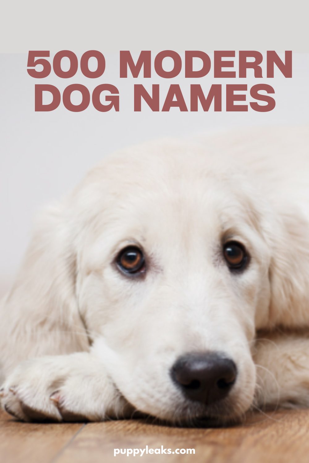 500 noms de chiens modernes