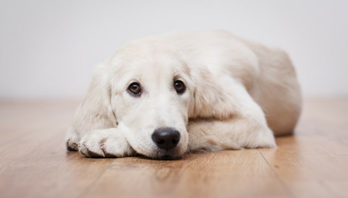 500 noms de chiens modernes – Fuites de chiots