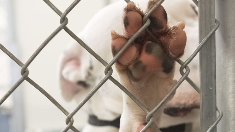 Des chiens et des petits chiots négligés retrouvés dans des conditions de vie inhumaines enfin sauvés