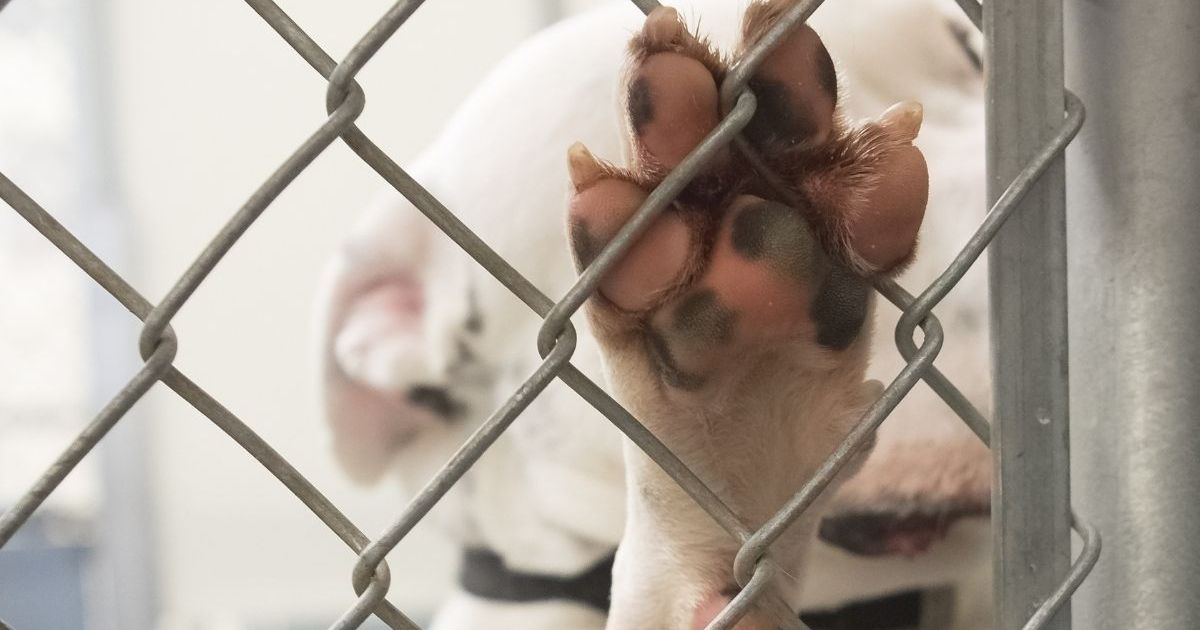 Des chiens et des petits chiots négligés retrouvés dans des conditions de vie inhumaines enfin sauvés