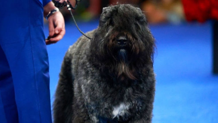 La livraison de la robe de bal d’une adolescente finit par sauver son chien « gravement blessé »