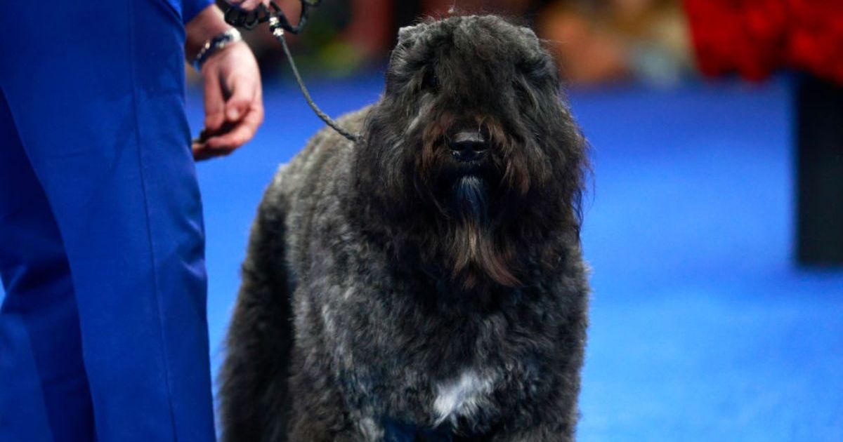 La livraison de la robe de bal d’une adolescente finit par sauver son chien « gravement blessé »
