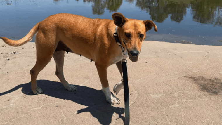 Une maman chien abandonnée retrouvée enroulée autour de son bébé pour le garder au chaud est sauvée