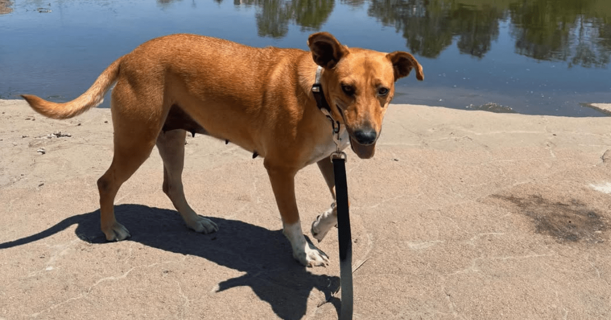 Une maman chien abandonnée retrouvée enroulée autour de son bébé pour le garder au chaud est sauvée