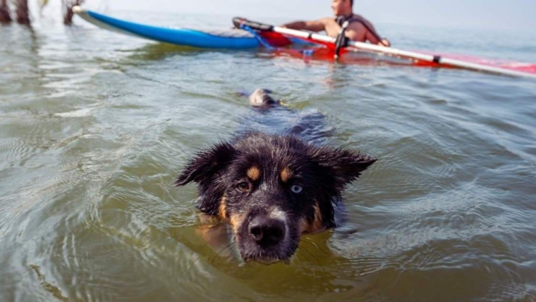 Un chien « terrifié » a été sauvé à près de trois milles de la mer après que la vague l’ait emporté