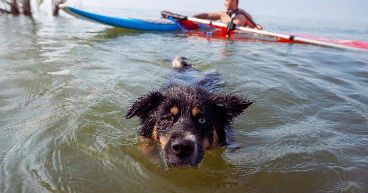 Un chien « terrifié » a été sauvé à près de trois milles de la mer après que la vague l’ait emporté