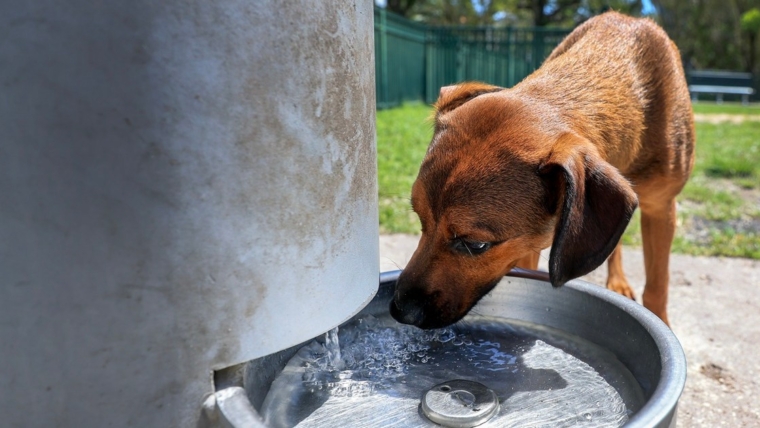 Pourquoi faire boire votre chien dans un bol d’eau partagé est un grand non-non – Rapport