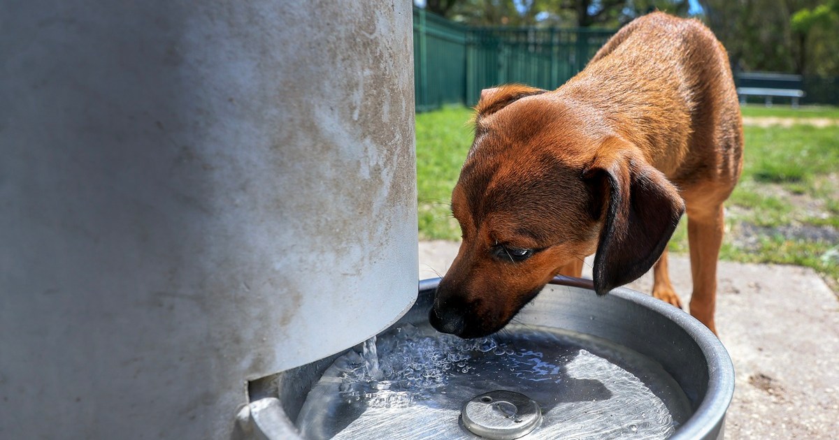 Pourquoi faire boire votre chien dans un bol d’eau partagé est un grand non-non – Rapport