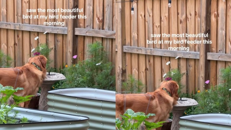 Golden Retriever pense que la mangeoire à oiseaux est un bol d’eau personnel