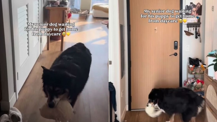 Un chien âgé se tient à la porte avec son jouet, attendant que le chiot rentre à la maison