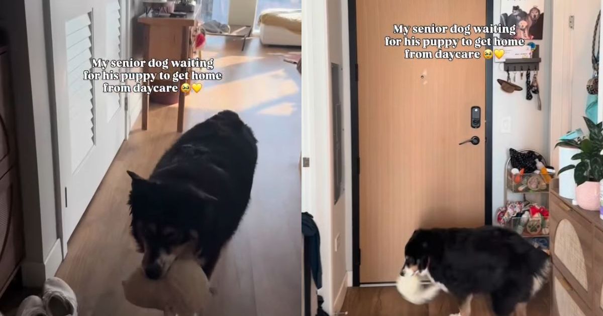 Un chien âgé se tient à la porte avec son jouet, attendant que le chiot rentre à la maison