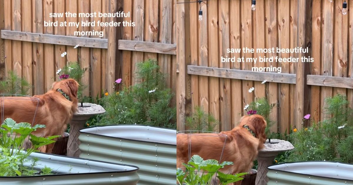 Golden Retriever pense que la mangeoire à oiseaux est un bol d’eau personnel