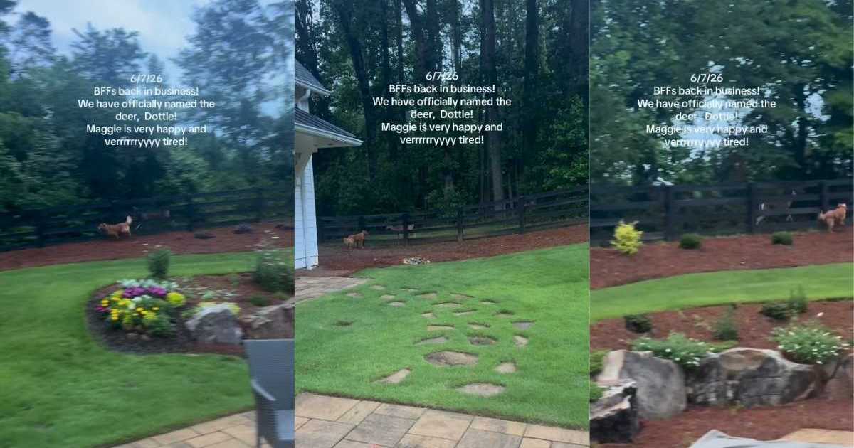 Un chien a trouvé un véritable ami chez un cerf et il a son propre jeu spécial