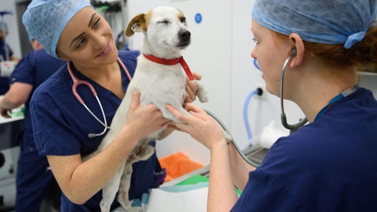 Les propriétaires d’animaux donnent la priorité à la santé et au bien-être de leurs animaux malgré la hausse des coûts, selon une enquête