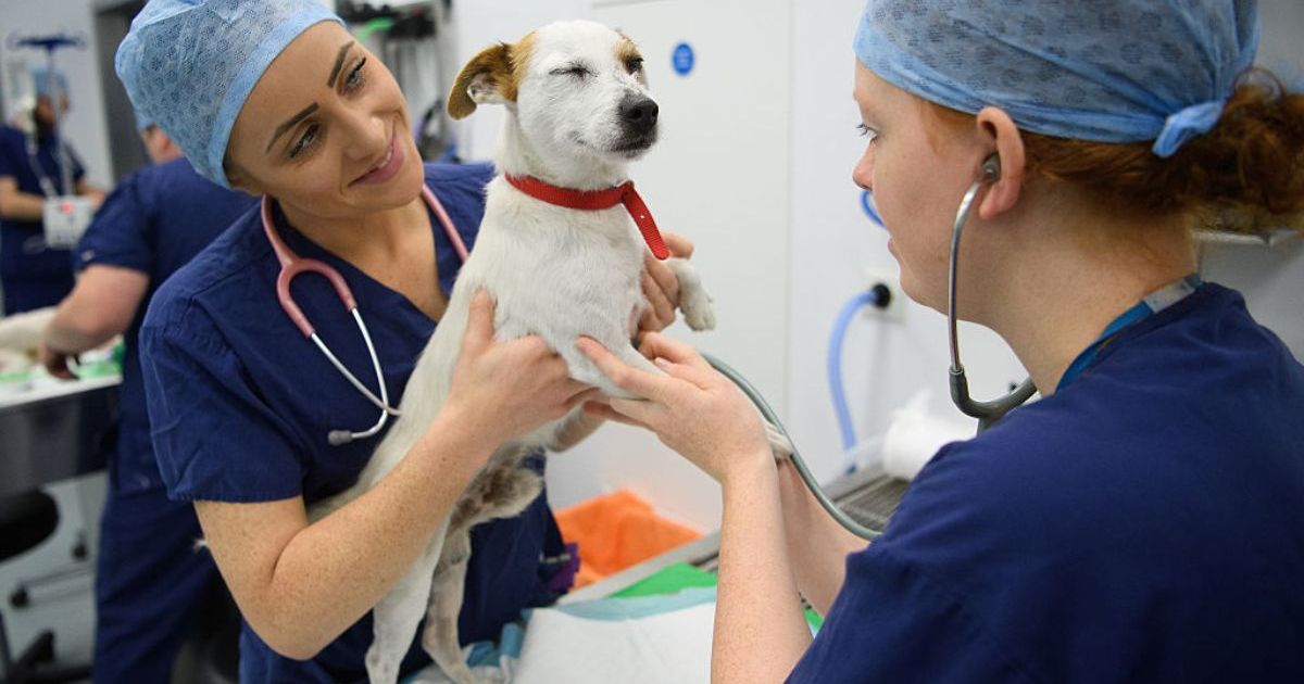 Les propriétaires d’animaux donnent la priorité à la santé et au bien-être de leurs animaux malgré la hausse des coûts, selon une enquête