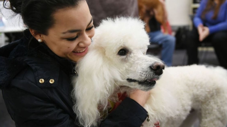 Le caniche participe à l’expansion du service de thérapie assistée par les animaux