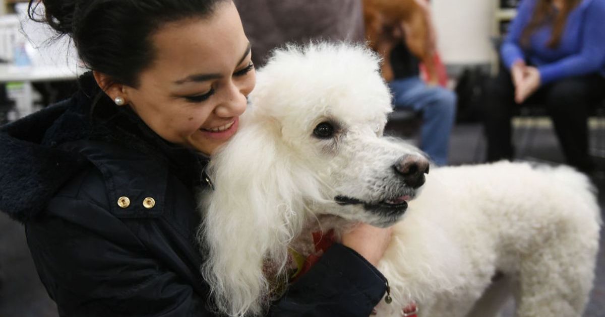 Le caniche participe à l’expansion du service de thérapie assistée par les animaux