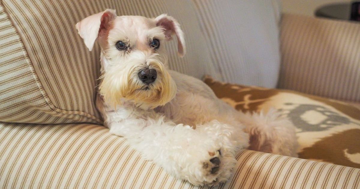 Rescue Dog affiche son jeu de cils puissants après une métamorphose dramatique